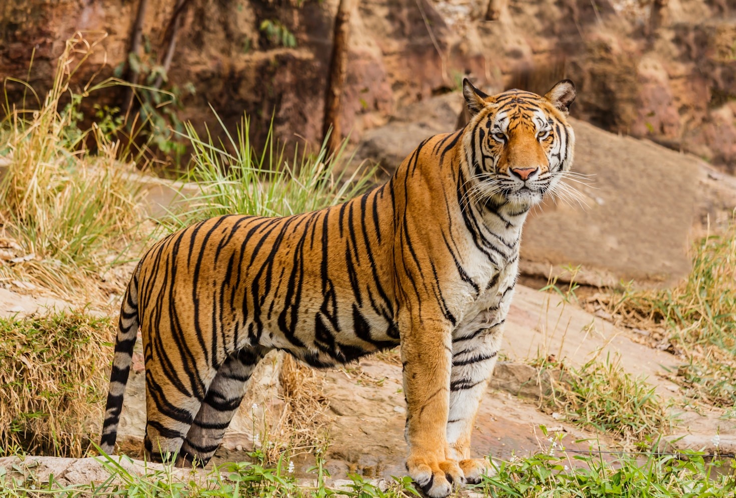 Die außergewöhnlichsten Tiere und ihre Lebensräume